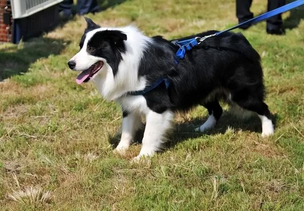 边境牧羊犬怎么样？附边牧的价格与特点介绍