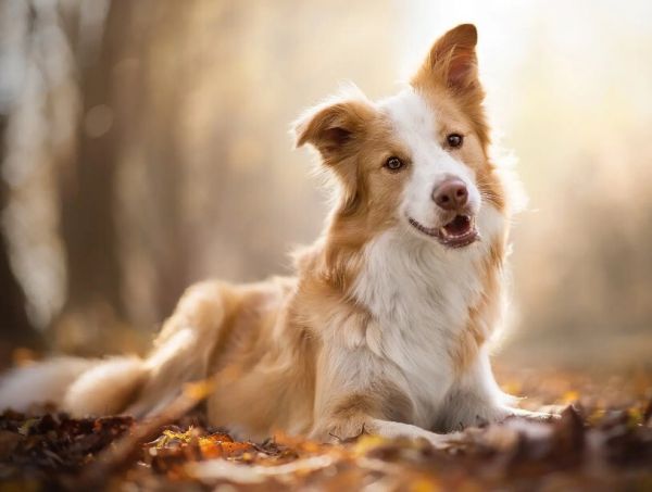 边境牧羊犬怎么样？附边牧的价格与特点介绍