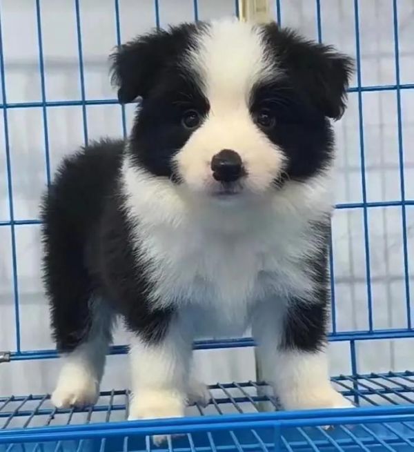 边境牧羊犬幼犬如何饲养