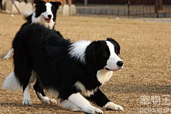 边境牧羊犬发烧