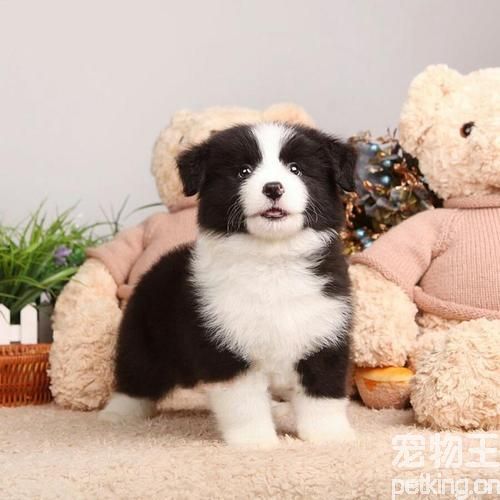 边牧喂食