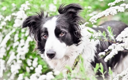 边境牧羊犬