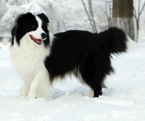 边境牧羊犬