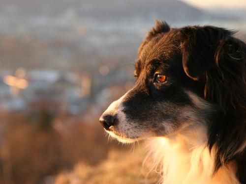 边境牧羊犬