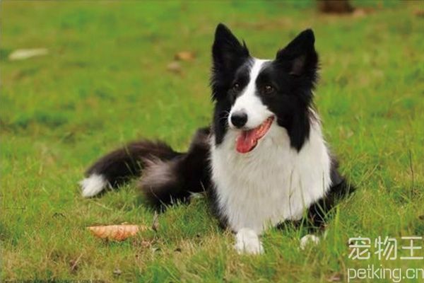 边境牧羊犬需要训练吗