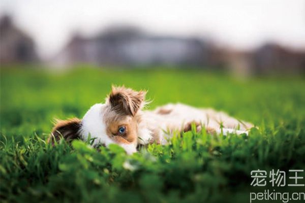 边境牧羊犬需要训练吗