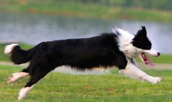 边境牧羊犬会咬人吗？一般不会主动的攻击人类