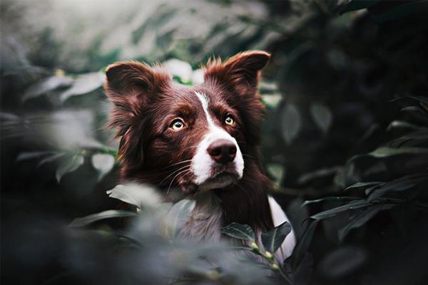 边境牧羊犬