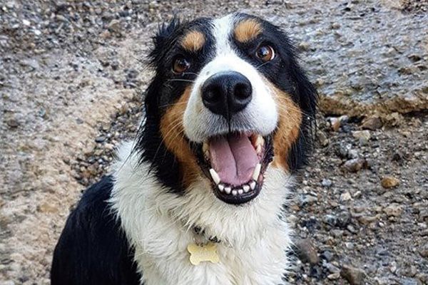 边境牧羊犬