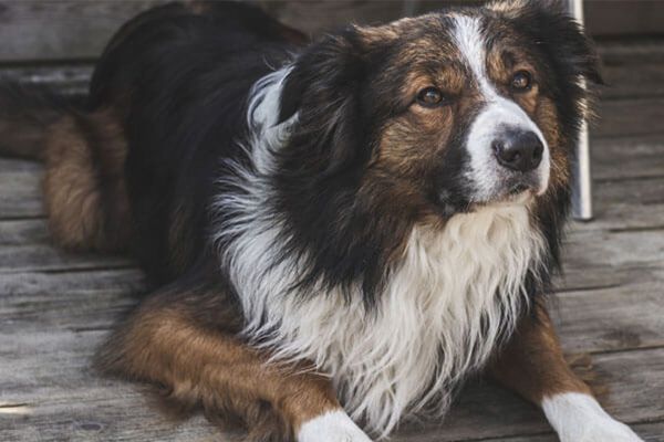 边境牧羊犬