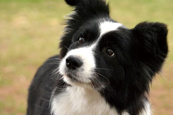 边境牧羊犬