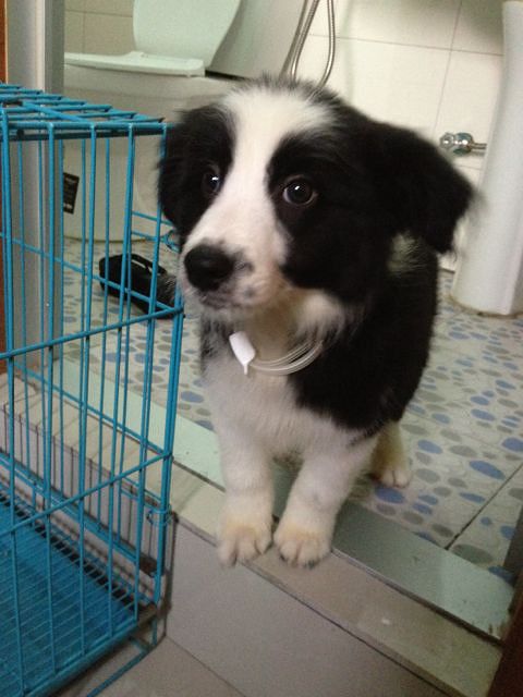 2个月大的边境牧羊犬转让。绝对纯种。