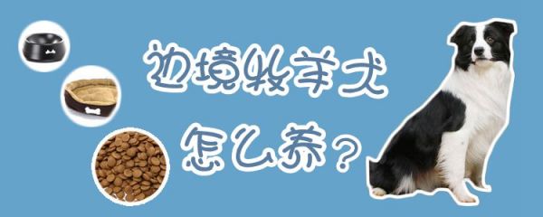 边境牧羊犬怎么喂养1