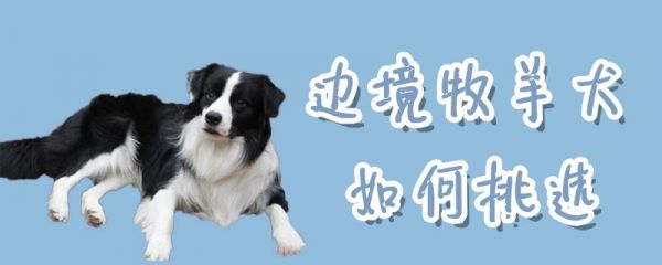 边境牧羊犬如何挑选