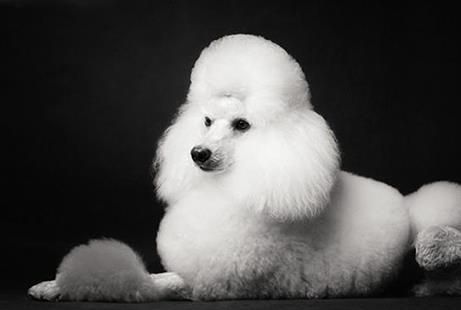 贵宾犬的5种独有造型，你最喜欢哪种？