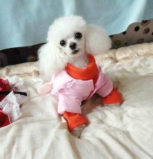 贵宾犬的5种独有造型，你最喜欢哪种？