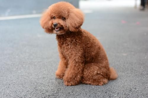贵宾犬的5种独有造型，你最喜欢哪种？