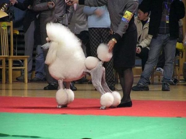 贵宾犬的5种独有造型，你最喜欢哪种？