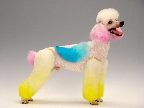 贵宾犬的5种独有造型，你最喜欢哪种？