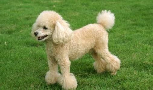 贵宾犬的5种独有造型，你最喜欢哪种？