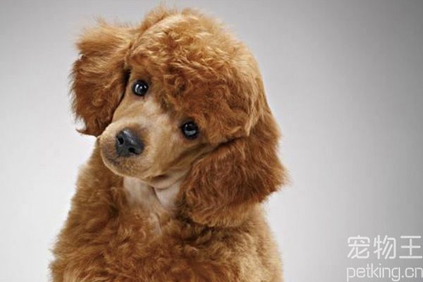 训练贵宾犬有小窍门吗