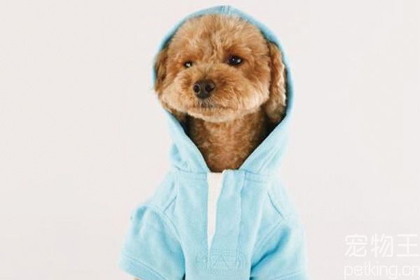 训练贵宾犬有小窍门吗