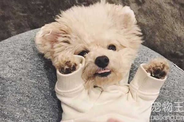 训练贵宾犬有小窍门吗