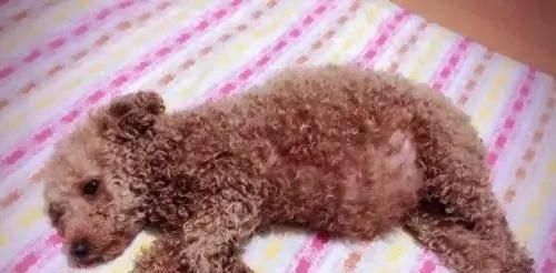 贵宾犬脱毛的原因（探究贵宾犬脱毛现象的成因及应对措施）