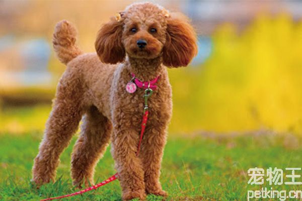贵宾犬掉毛原因