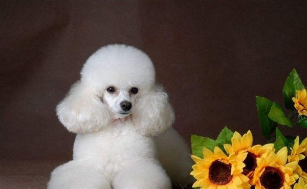 宠物贵宾犬介绍插图