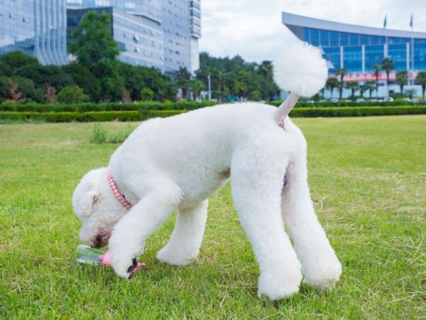 宠物贵宾犬介绍插图1