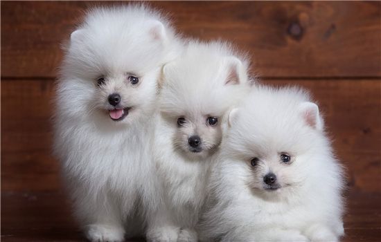 博美犬怎么养 这三个方面你一定要知道