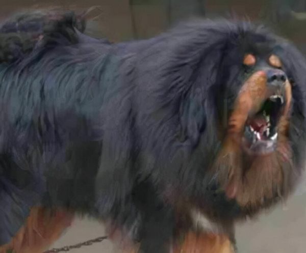 藏獒和狼谁厉害，一獒能战五狼是真的吗？