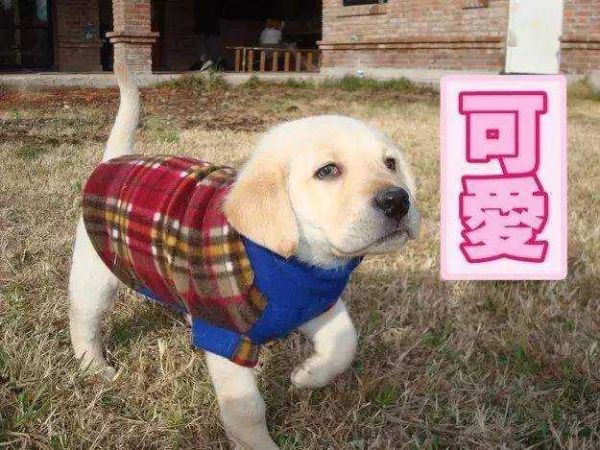 这 13 张拉布拉多，萌到心里去，谁能拒绝它？- 宠物之家 