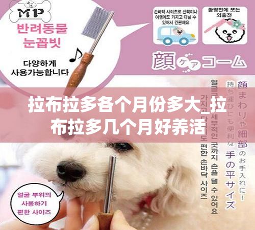 拉布拉多各个月份多大_拉布拉多几个月好养活