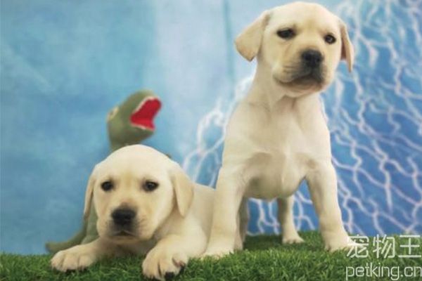 拉布拉多幼犬