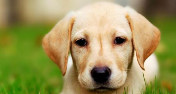 拉布拉多犬的疾病防治——宠物健康保障（关注拉布拉多犬的疾病预防，让宠物健康成长）