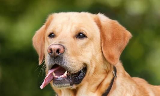 拉布拉多犬的疾病防治——宠物健康保障（关注拉布拉多犬的疾病预防，让宠物健康成长）
