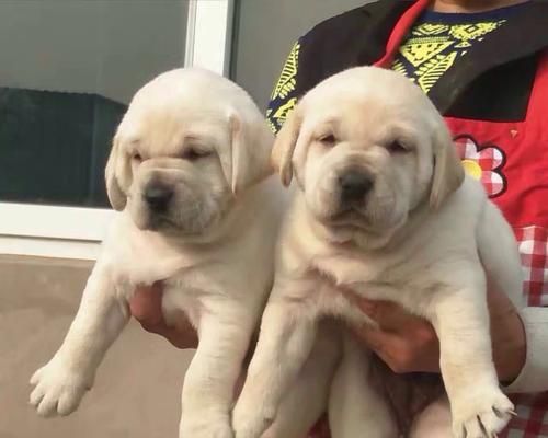 拉布拉多犬的疾病防治——宠物健康保障（关注拉布拉多犬的疾病预防，让宠物健康成长）