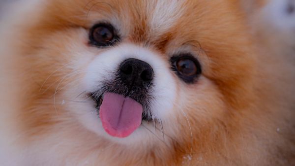 博美犬 pomeranian