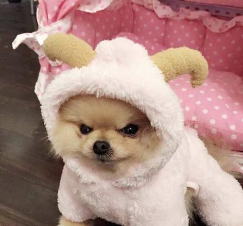 博美犬的饲养方法（打造健康、快乐的博美犬生活）