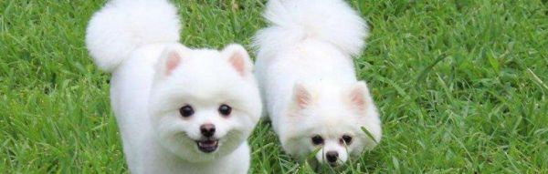 博美犬的饲养方法（打造健康、快乐的博美犬生活）