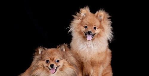 博美犬的饲养方法（打造健康、快乐的博美犬生活）