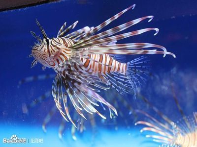 宠物鱼可以吃吗