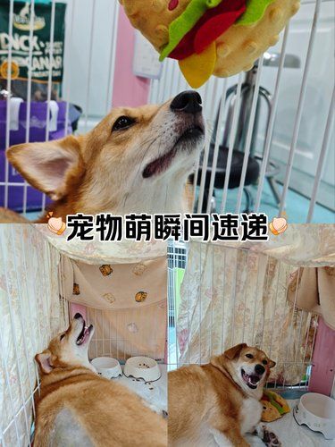 狗狗的快乐，我的快乐～