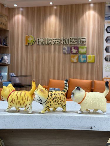 不知不觉瑞鹏黄兴我来了6年
