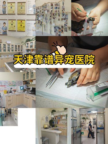 乌龟生病怎么办？靠谱天津异宠宠物医院宠物治疗