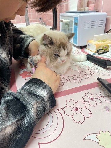 二刷这家宠物店，依旧做的很棒！