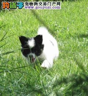 乖巧可爱蝴蝶幼犬 纯种蝴蝶犬血统纯正 颜色齐全 
