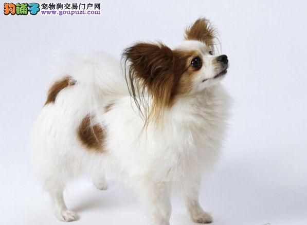 蝴蝶犬多少钱？合肥哪里能买到纯种蝴蝶犬？ 